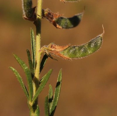Melolobium alpinum, photographed by Tony Rebelo
