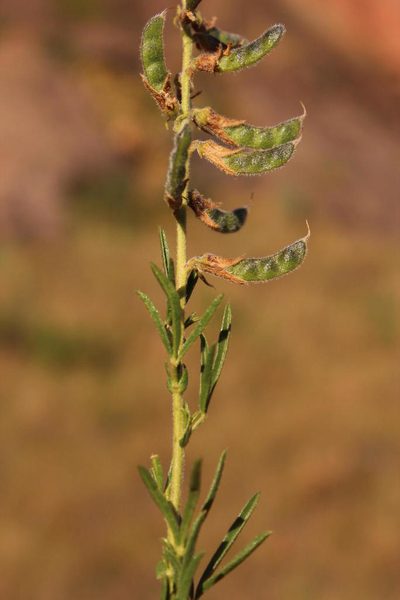 Melolobium alpinum, photographed by Tony Rebelo