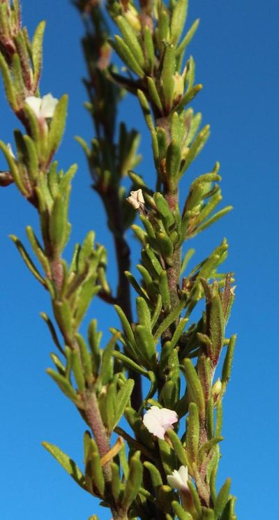 Muraltia lancifolia, photographed by Tony Rebelo