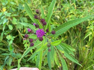 Vernonia noveboracensis, photographed by Henry Van T. Cotter