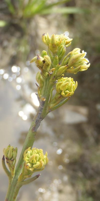 Thesium umbelliferum, photographed by Nicola van Berkel