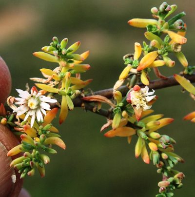 Mesembryanthemum parviflorum, photographed by Tony Rebelo