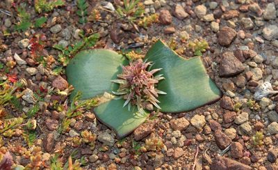 Lachenalia congesta, photographed by Tony Rebelo