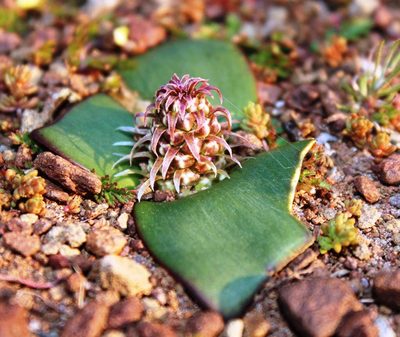 Lachenalia congesta, photographed by Tony Rebelo