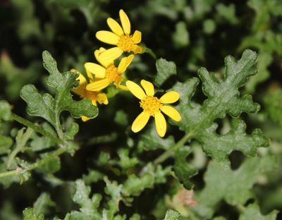 Cineraria lyratiformis, photographed by Tony Rebelo