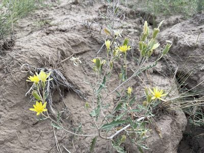 Mentzelia multiflora, photographed by Bobby McCabe