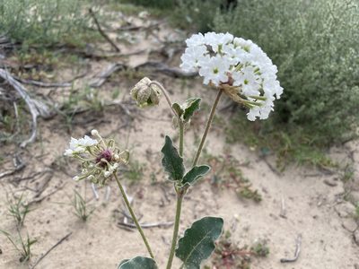 Abronia fragrans, photographed by Bobby McCabe