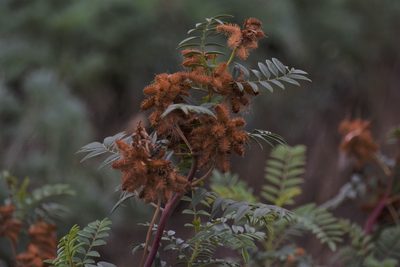 Glycyrrhiza lepidota, photographed by Eric Lamb