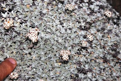 Helichrysum confertum, photographed by Tony Rebelo