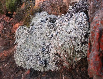 Helichrysum confertum, photographed by Tony Rebelo