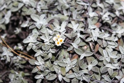 Helichrysum confertum, photographed by Tony Rebelo