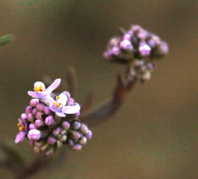Selago monticola, photographed by Tony Rebelo