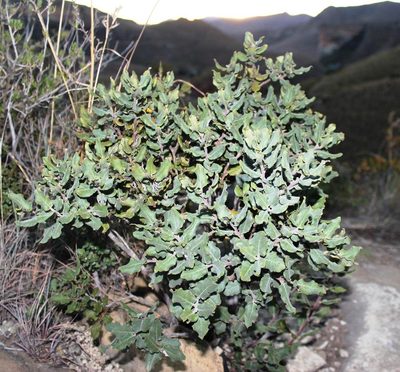Euclea coriacea, photographed by Tony Rebelo