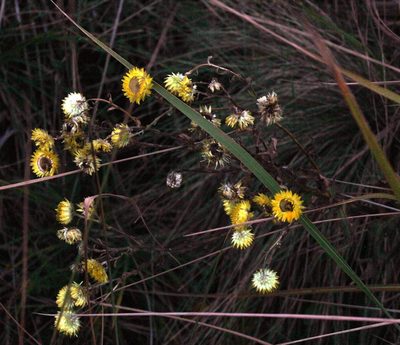 Helichrysum cooperi, photographed by Tony Rebelo