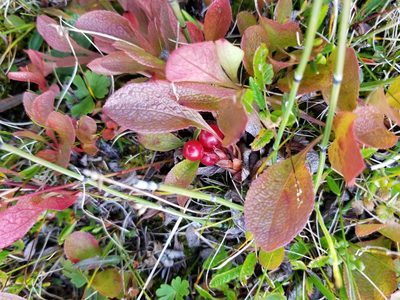 Arctous rubra, photographed by Syd Cannings