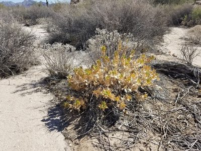 Ambrosia ilicifolia, photographed by Bob Miller