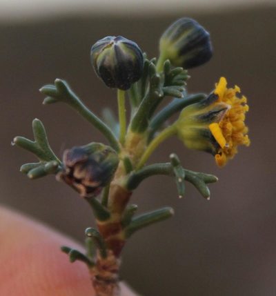 Euryops subcarnosus, photographed by Tony Rebelo