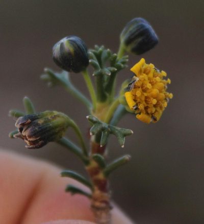 Euryops subcarnosus, photographed by Tony Rebelo