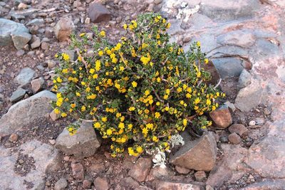 Euryops subcarnosus, photographed by Tony Rebelo