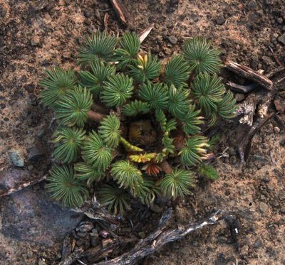 Oxalis palmifrons, photographed by Tony Rebelo