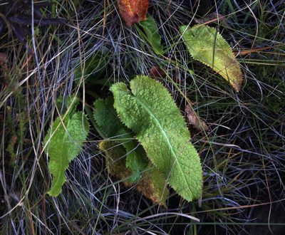 Alepidea cordifolia, photographed by Tony Rebelo