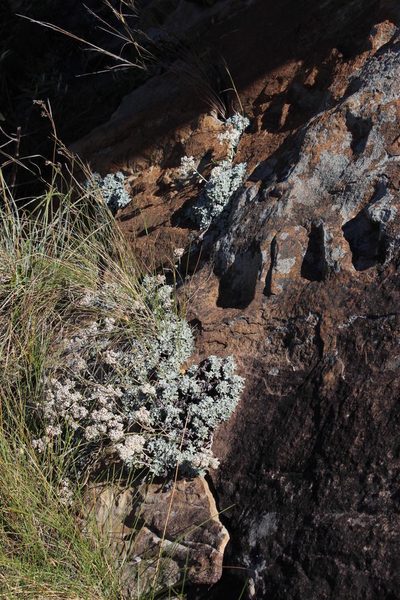 Helichrysum confertum, photographed by Tony Rebelo