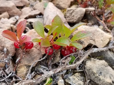 Arctous rubra, photographed by Syd Cannings