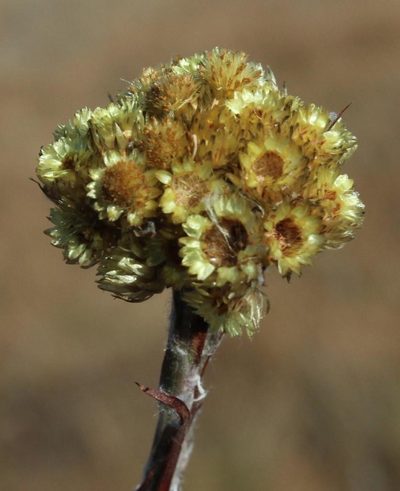 Helichrysum cephaloideum, photographed by Tony Rebelo