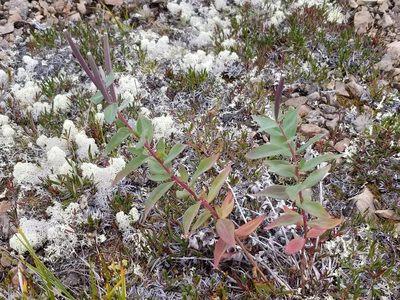 Epilobium latifolium, photographed by Syd Cannings