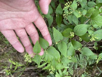Cunila origanoides, photographed by Brandon Corder