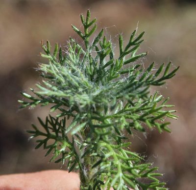 Cotula socialis, photographed by Tony Rebelo