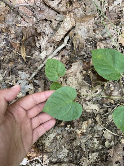 Aristolochia tomentosa, photographed by Brandon Corder