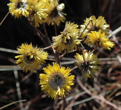 Helichrysum cooperi, photographed by Tony Rebelo
