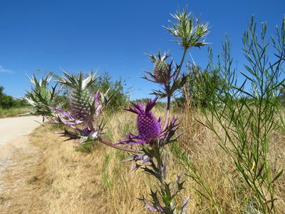 Eryngium leavenworthii, photographed by Annika Lindqvist