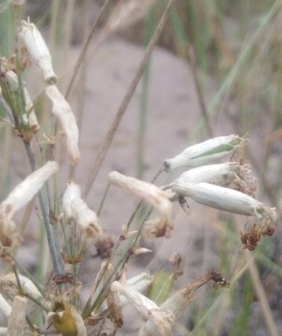 Silene chlorantha, photographed by Татьяна Горбушина