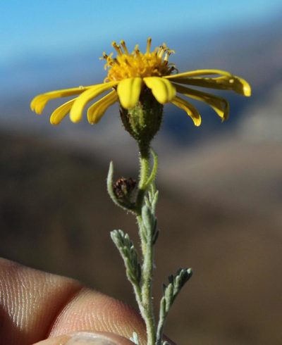 Senecio seminiveus, photographed by Tony Rebelo