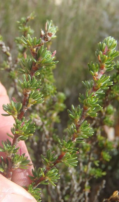 Cliffortia montana, photographed by Nicola van Berkel