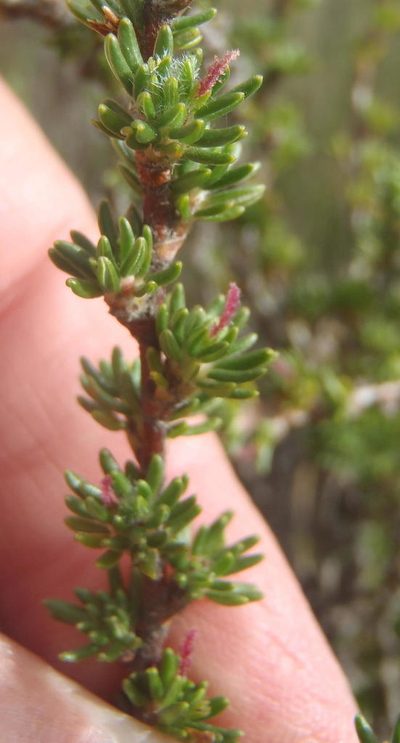 Cliffortia montana, photographed by Nicola van Berkel