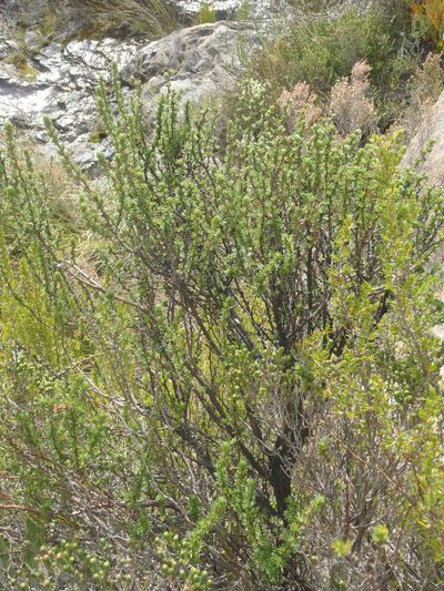 Cliffortia montana, photographed by Nicola van Berkel