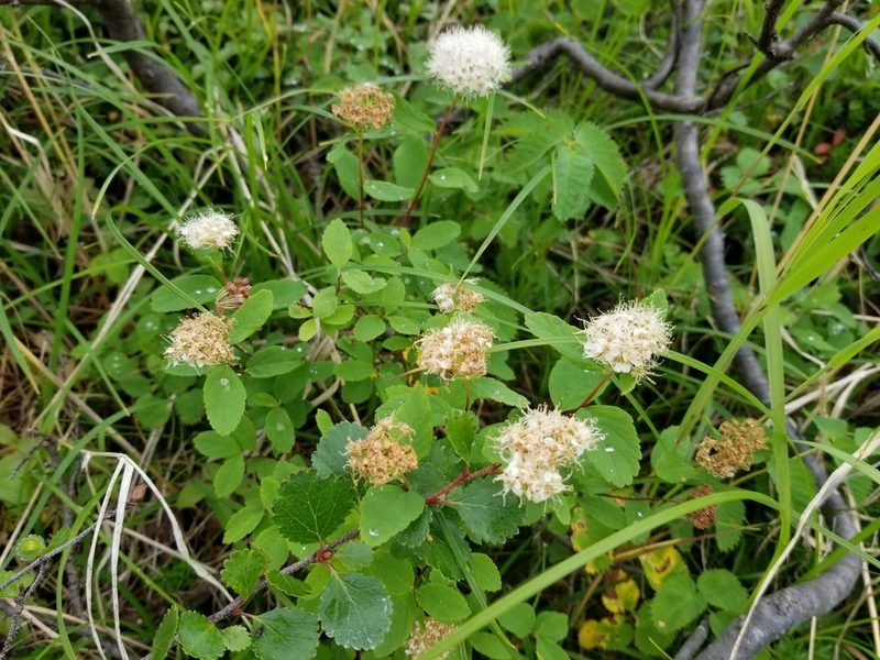 Spiraea stevenii, photographed by Syd Cannings
