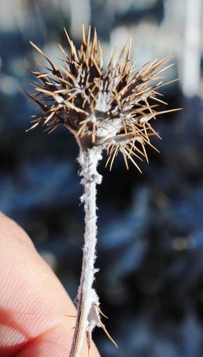 Berkheya rosulata, photographed by Tony Rebelo
