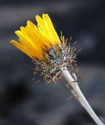 Berkheya rosulata, photographed by Tony Rebelo