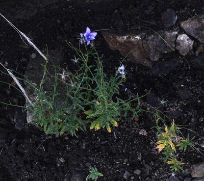 Wahlenbergia cuspidata, photographed by Tony Rebelo