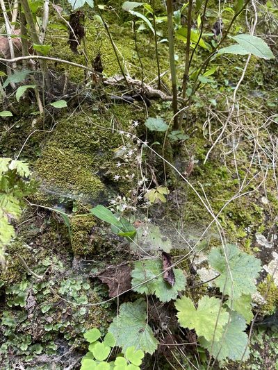Heuchera missouriensis, photographed by Brandon Corder