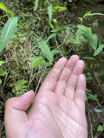 Agrostis perennans, photographed by Brandon Corder