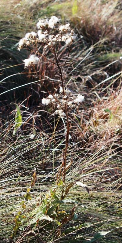 Senecio inornatus, photographed by Tony Rebelo