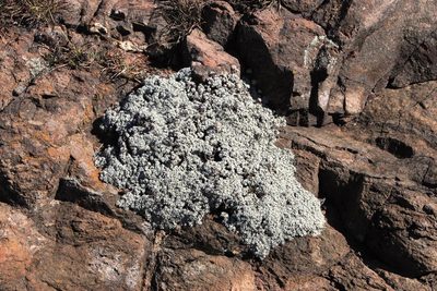Helichrysum confertum, photographed by Tony Rebelo