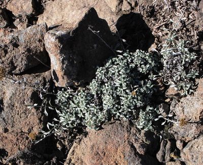 Helichrysum confertum, photographed by Tony Rebelo