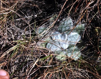 Helichrysum album, photographed by Tony Rebelo