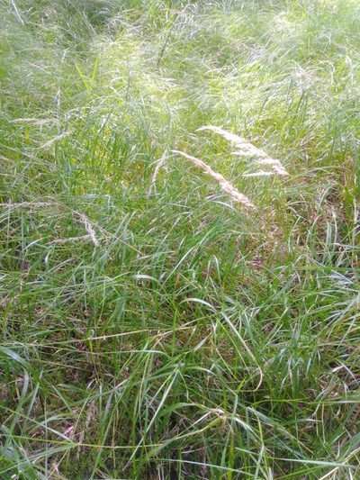 Calamagrostis canescens, photographed by Татьяна Горбушина